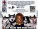 CHIENS DES NEIGES